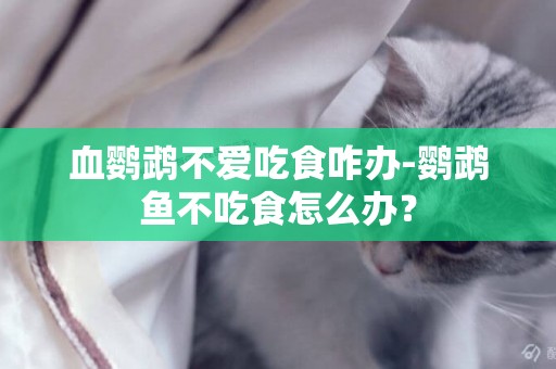 血鸚鵡不愛吃食咋辦-鸚鵡魚不吃食怎么辦？