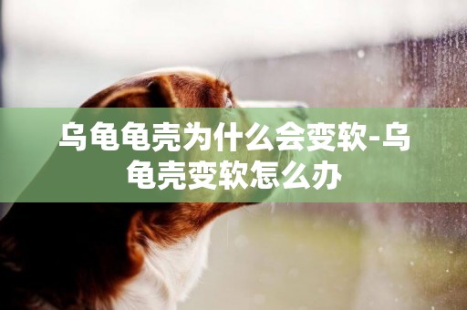 烏龜龜殼為什么會變軟-烏龜殼變軟怎么辦