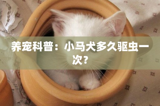 養寵科普：小馬犬多久驅蟲一次？