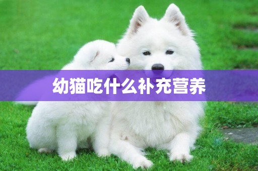 幼貓吃什么補充營養