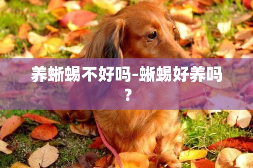 養蜥蜴不好嗎-蜥蜴好養嗎？