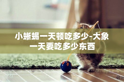 小蜥蜴一天頓吃多少-大象一天要吃多少東西