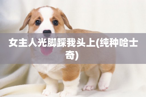 女主人光腳踩我頭上(純種哈士奇) 