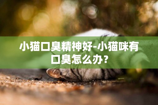 小貓口臭精神好-小貓咪有口臭怎么辦？