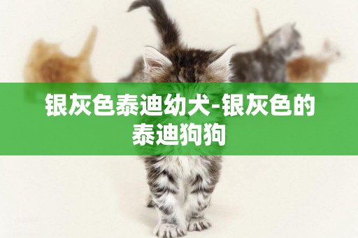 銀灰色泰迪幼犬-銀灰色的泰迪狗狗