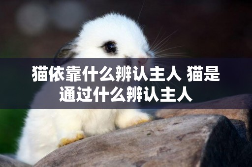 貓依靠什么辨認主人 貓是通過什么辨認主人