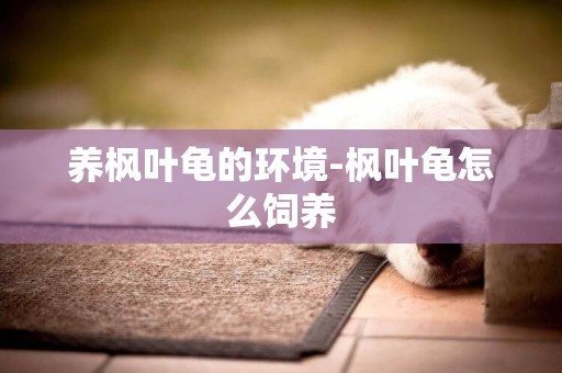 養楓葉龜的環境-楓葉龜怎么飼養