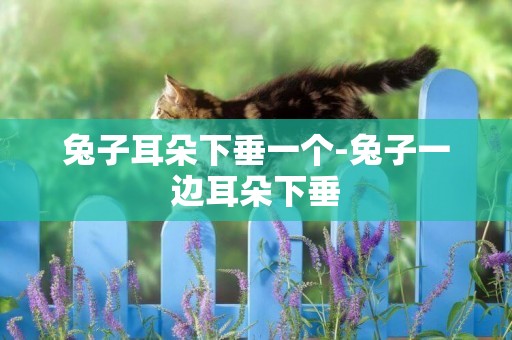 兔子耳朵下垂一個-兔子一邊耳朵下垂