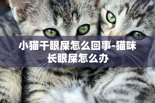 小貓干眼屎怎么回事-貓咪長眼屎怎么辦
