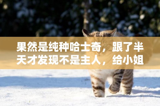 果然是純種哈士奇，跟了半天才發現不是主人，給小姐姐都無語了 