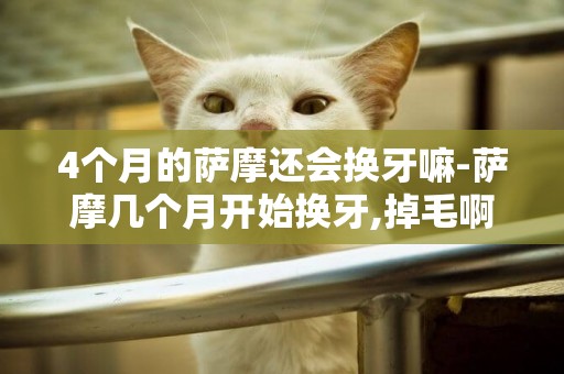 4個月的薩摩還會換牙嘛-薩摩幾個月開始換牙,掉毛啊?