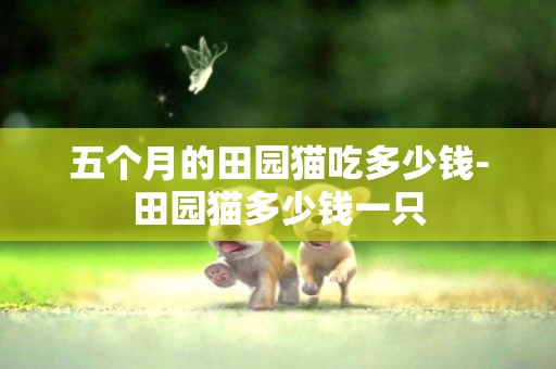 五個月的田園貓吃多少錢-田園貓多少錢一只