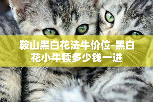 鞍山黑白花法牛價位-黑白花小牛犢多少錢一進