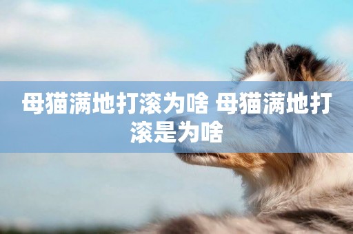 母貓滿地打滾為啥 母貓滿地打滾是為啥