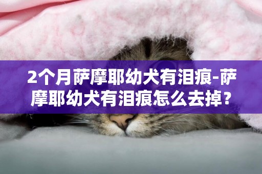2個月薩摩耶幼犬有淚痕-薩摩耶幼犬有淚痕怎么去掉？
