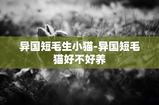異國短毛生小貓-異國短毛貓好不好養