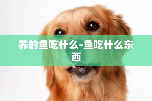 養的魚吃什么-魚吃什么東西