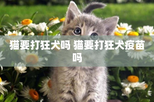 貓要打狂犬嗎 貓要打狂犬疫苗嗎