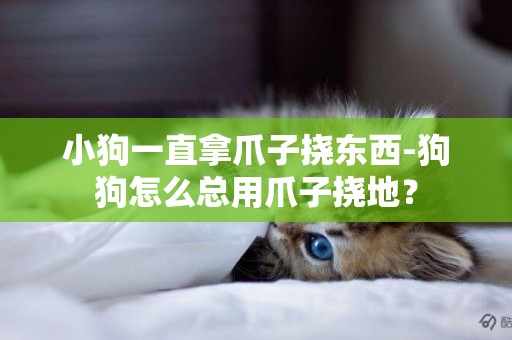 小狗一直拿爪子撓東西-狗狗怎么總用爪子撓地？