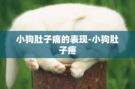 小狗肚子痛的表現-小狗肚子疼