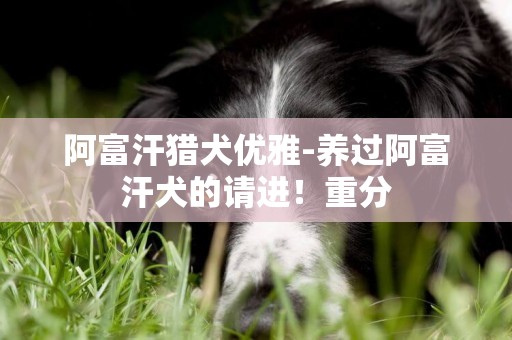 阿富汗獵犬優雅-養過阿富汗犬的請進！重分