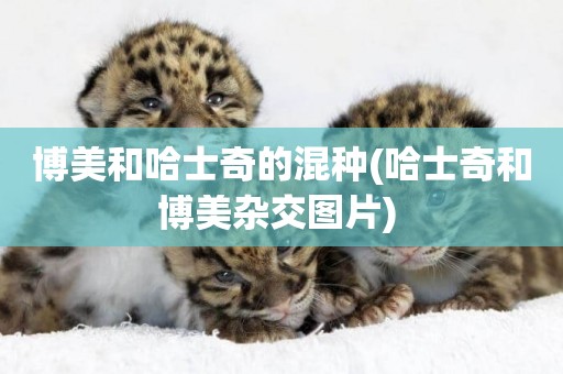 博美和哈士奇的混種(哈士奇和博美雜交圖片) 