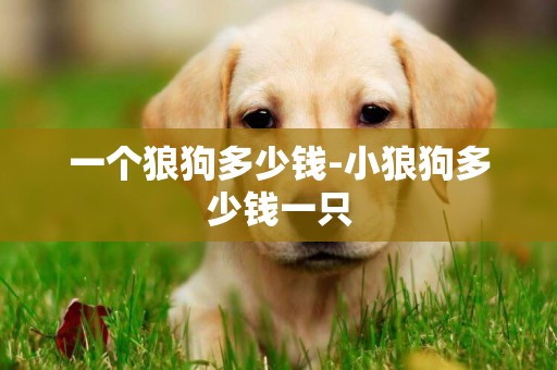 一個狼狗多少錢-小狼狗多少錢一只