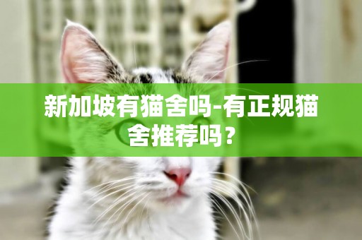 新加坡有貓舍嗎-有正規貓舍推薦嗎？