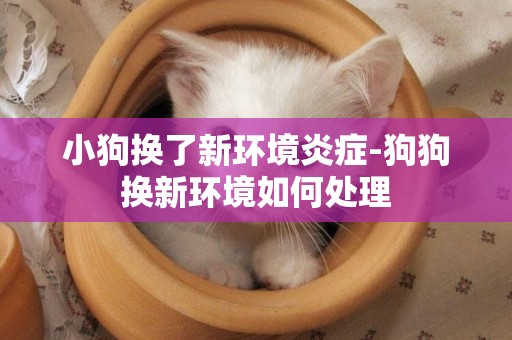 小狗換了新環境炎癥-狗狗換新環境如何處理