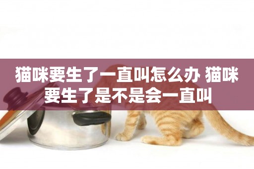 貓咪要生了一直叫怎么辦 貓咪要生了是不是會一直叫