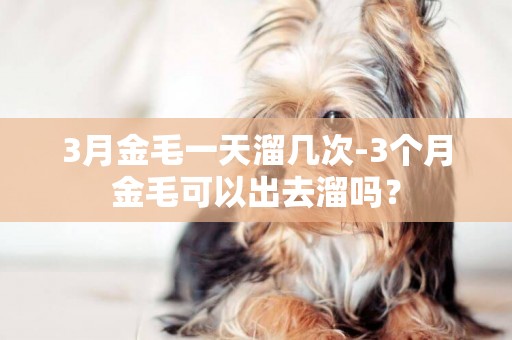3月金毛一天溜幾次-3個月金毛可以出去溜嗎？