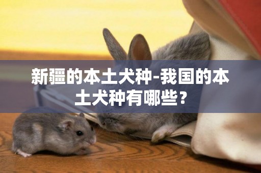 新疆的本土犬種-我國的本土犬種有哪些？