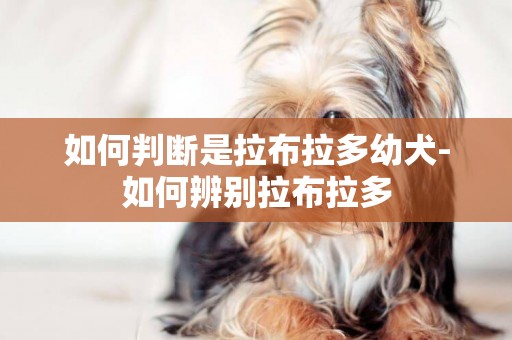 如何判斷是拉布拉多幼犬-如何辨別拉布拉多
