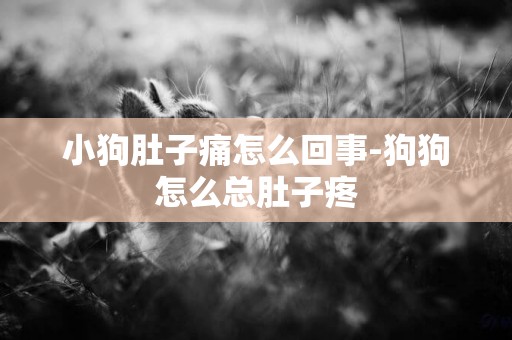 小狗肚子痛怎么回事-狗狗怎么總肚子疼