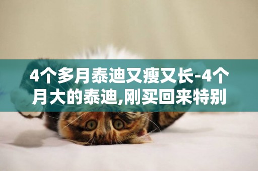 4個多月泰迪又瘦又長-4個月大的泰迪,剛買回來特別瘦,又不愛動,我該怎么喂它?
