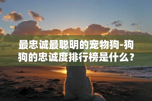 最忠誠最聰明的寵物狗-狗狗的忠誠度排行榜是什么？