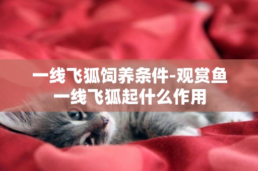 一線飛狐飼養條件-觀賞魚一線飛狐起什么作用