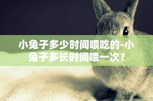 小兔子多少時間喂吃的-小兔子多長時間喂一次？