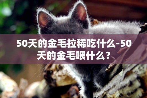 50天的金毛拉稀吃什么-50天的金毛喂什么？