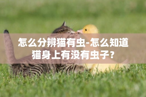 怎么分辨貓有蟲-怎么知道貓身上有沒有蟲子？
