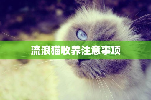 流浪貓收養注意事項