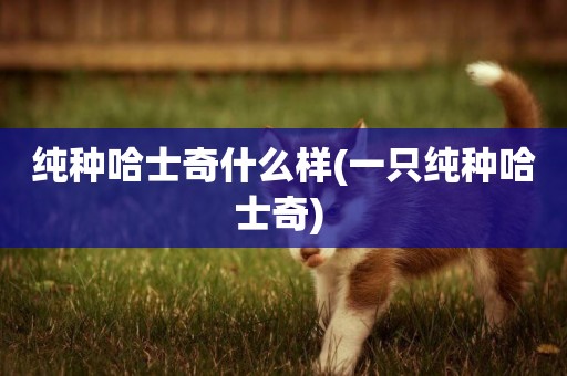 純種哈士奇什么樣(一只純種哈士奇) 