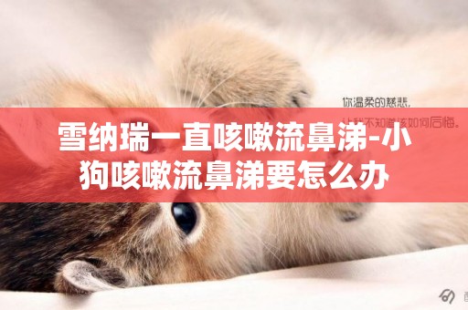 雪納瑞一直咳嗽流鼻涕-小狗咳嗽流鼻涕要怎么辦