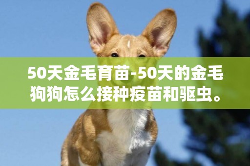 50天金毛育苗-50天的金毛狗狗怎么接種疫苗和驅蟲。