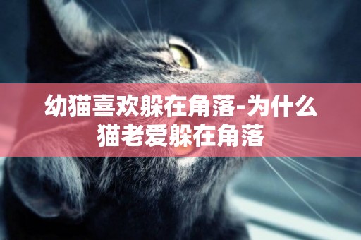 幼貓喜歡躲在角落-為什么貓老愛躲在角落
