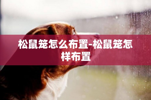松鼠籠怎么布置-松鼠籠怎樣布置