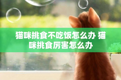 貓咪挑食不吃飯怎么辦 貓咪挑食厲害怎么辦