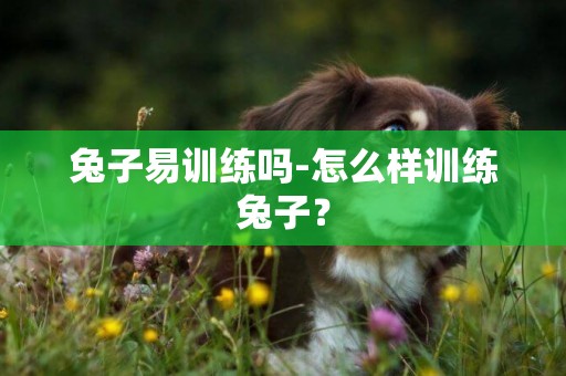 兔子易訓練嗎-怎么樣訓練兔子？