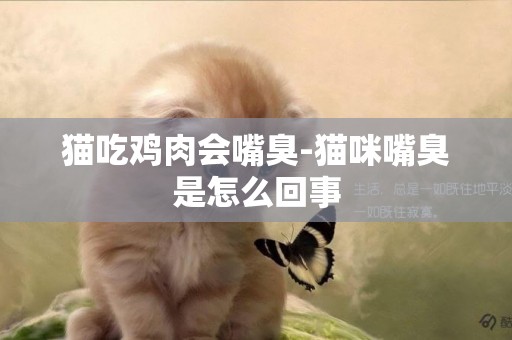 貓吃雞肉會嘴臭-貓咪嘴臭是怎么回事