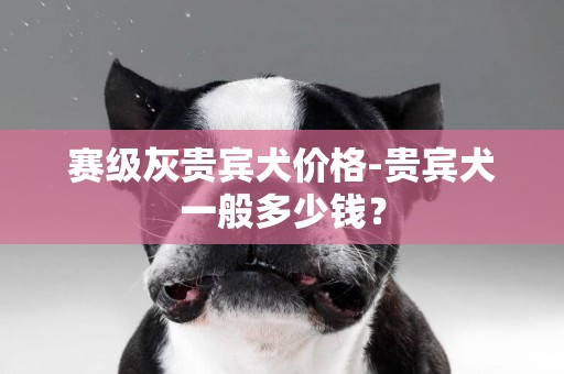 賽級灰貴賓犬價格-貴賓犬一般多少錢？